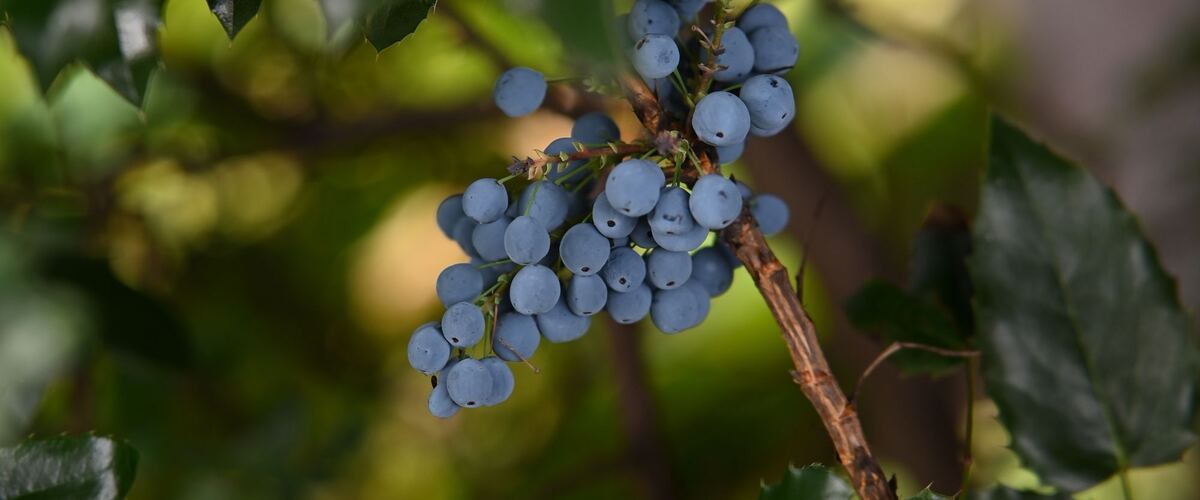 Blue Oregon grape berries among spiny, holly-like leaves