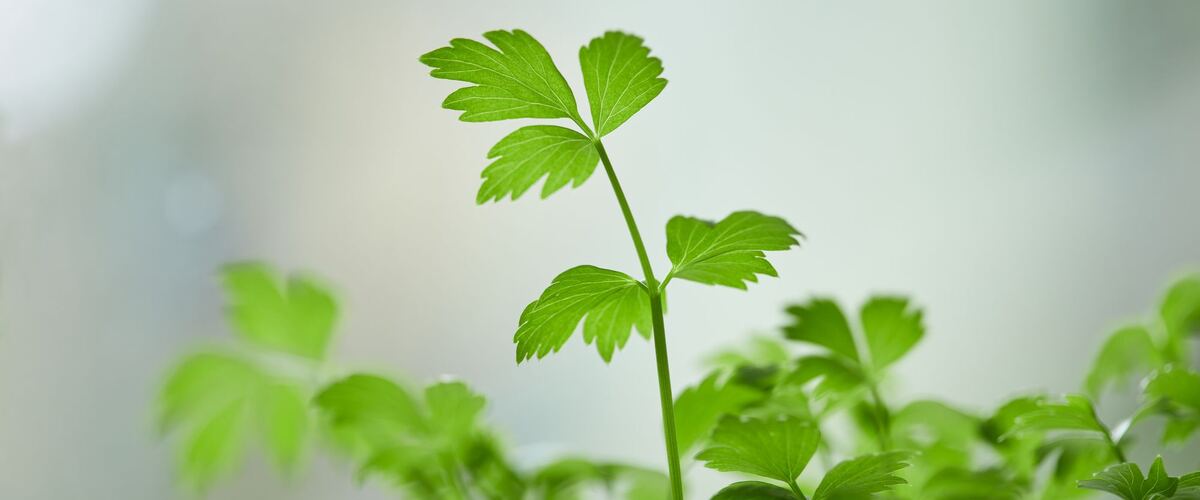 A young parsley plant with flat leaves