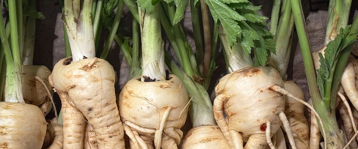 Freshly pulled parsnips with their leafy tops