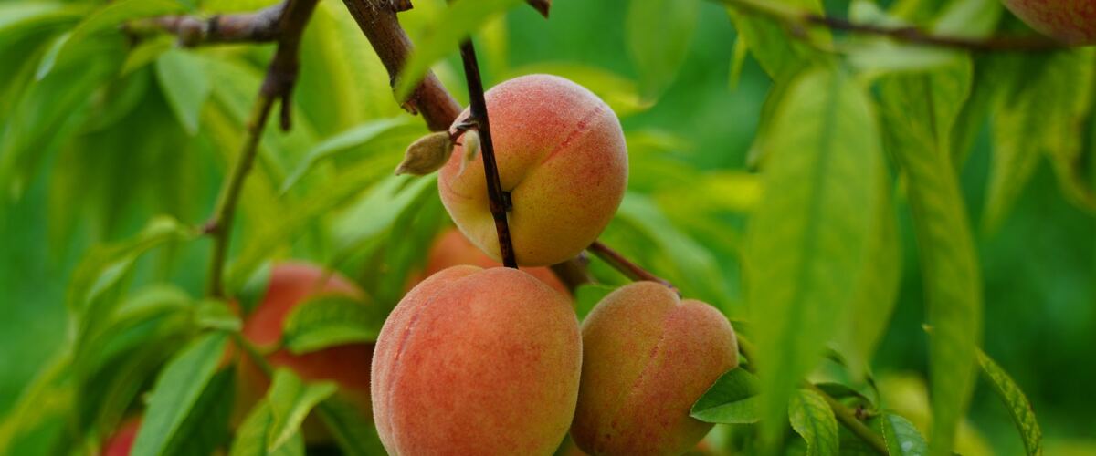 Ripe peaches hanging on a tree branch
