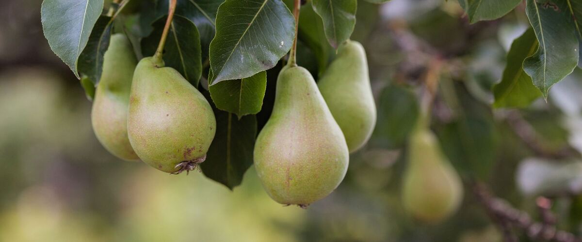 Pears hanging on a tree branch among green leaves