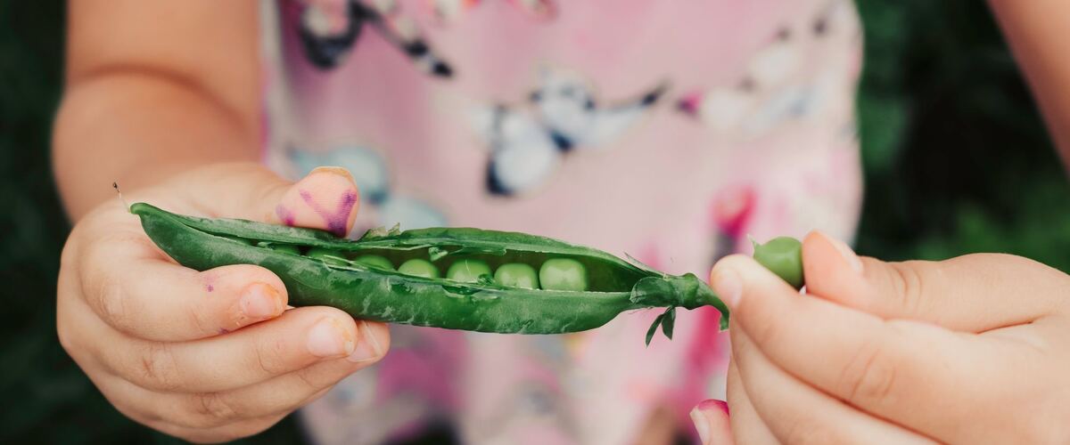 Hands opening a fresh pea pod