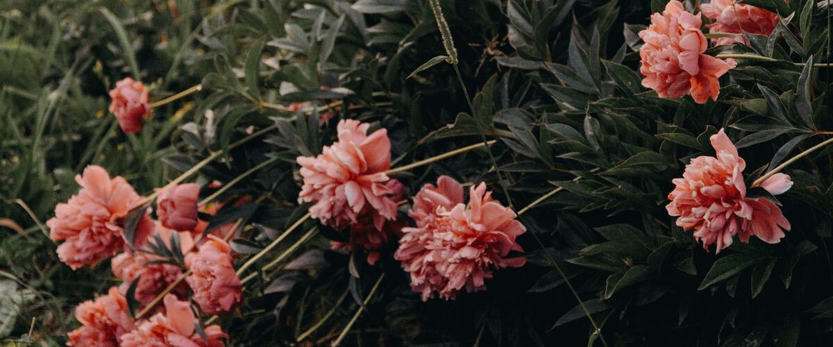 Coral-pink peonies blooming on a leafy bush