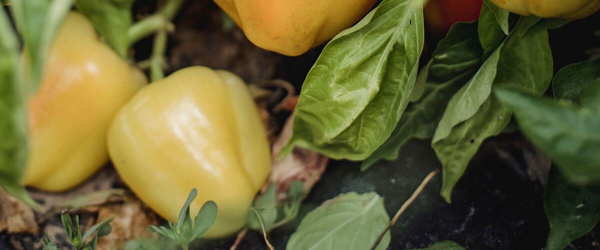 Bell peppers ripening on the plant in a greenhouse