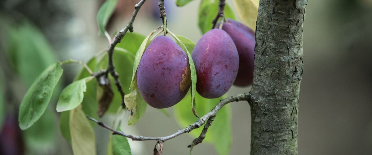 Purple plums growing on a branch