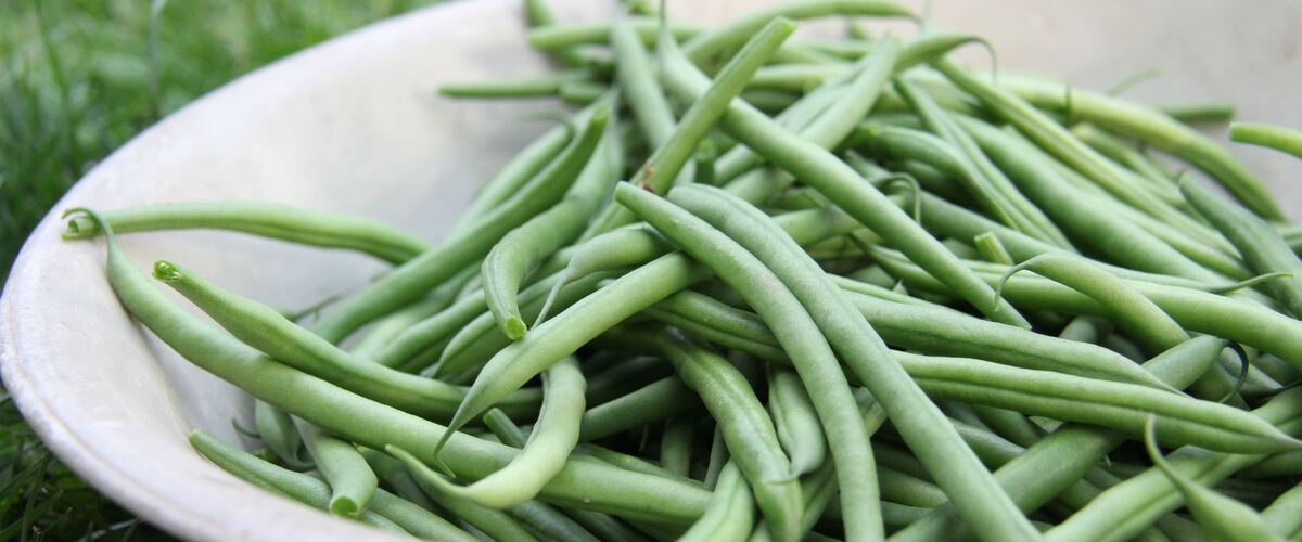 A bowl of long green beans set on the grass