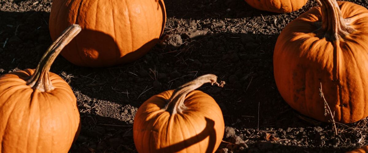 Orange pumpkins lying in a harvested field