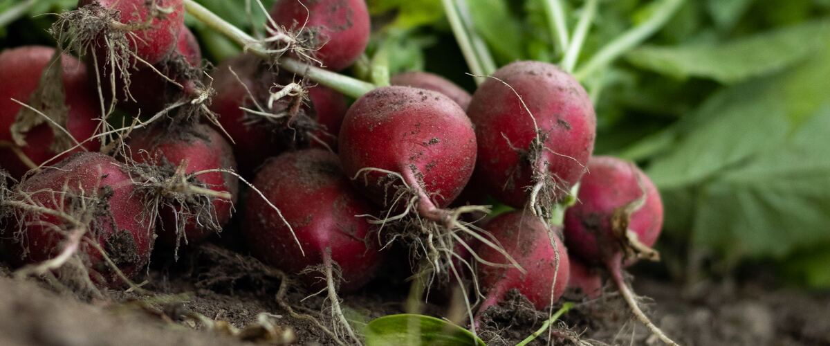 A bunch of freshly pulled radishes lying on the soil