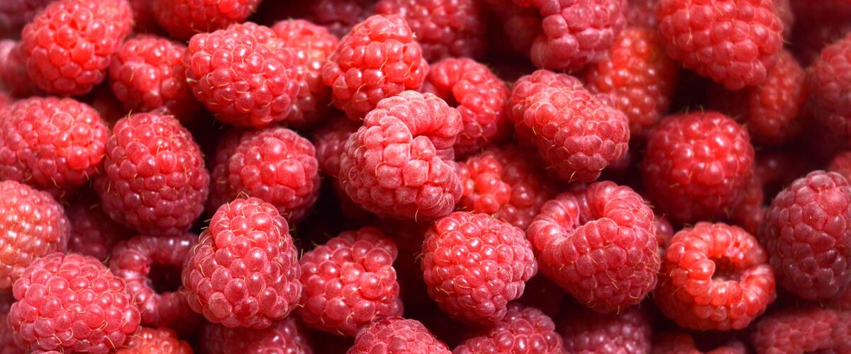 A pile of fresh red raspberries