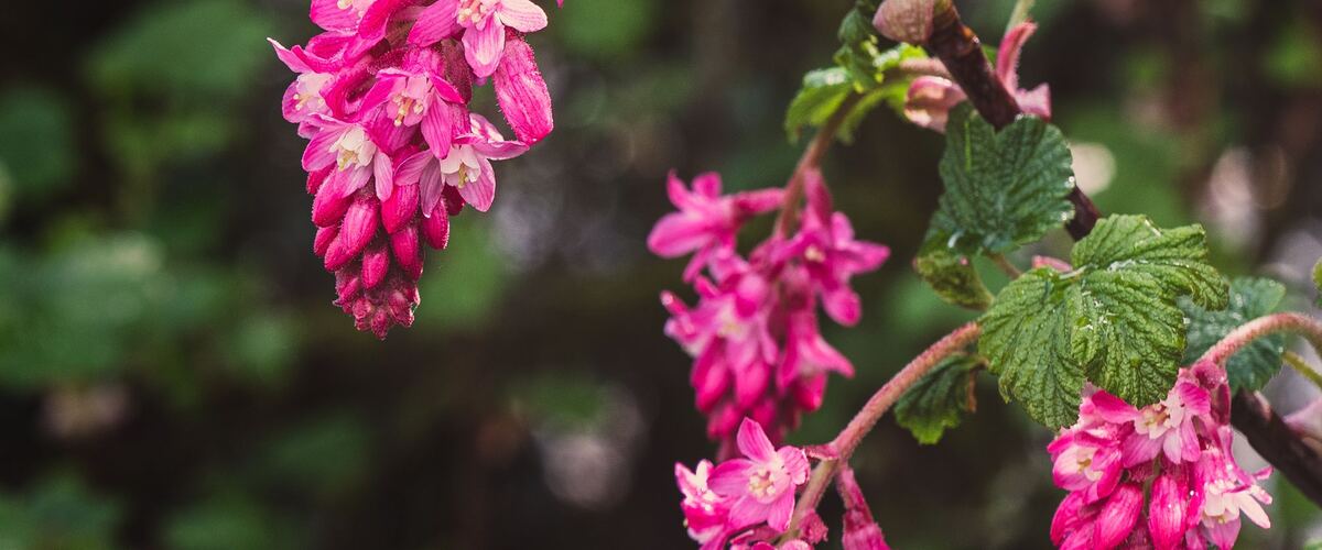 Hanging pink flower clusters of red-flowering currant