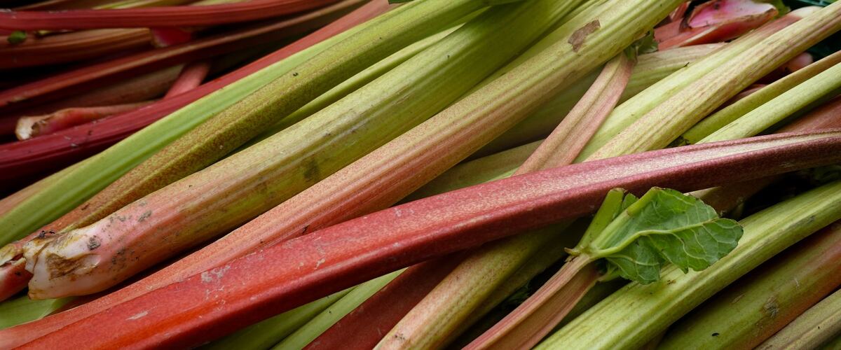 Freshly picked red and green rhubarb stalks