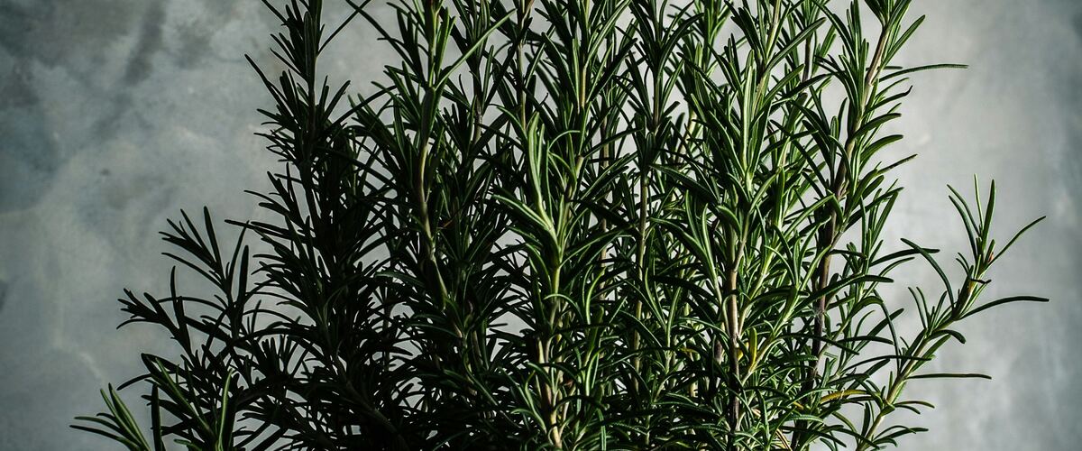 A bushy rosemary plant in a pot