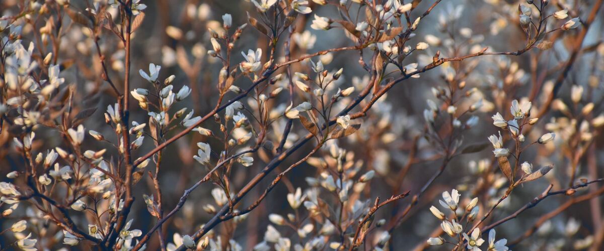 Serviceberry branches covered in small white blossoms