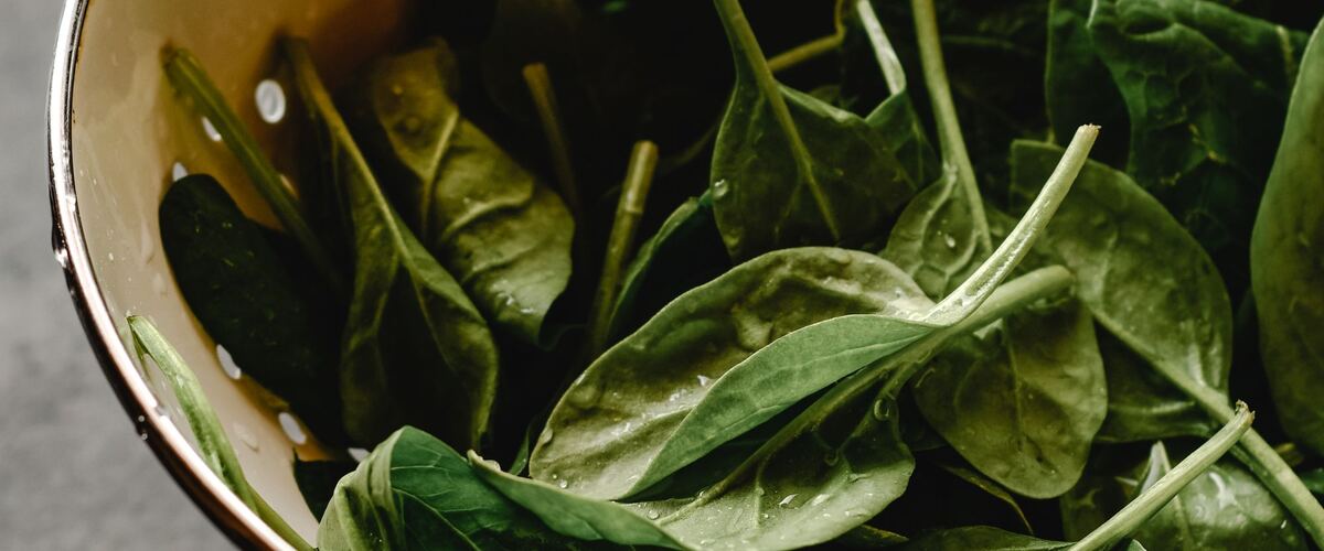 Freshly picked spinach leaves in a metal colander
