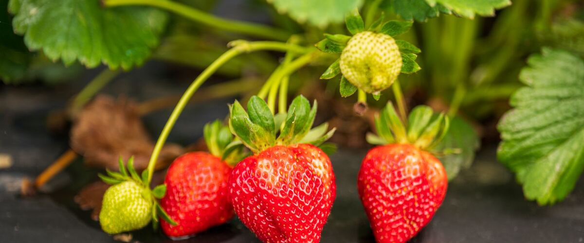 Ripe and unripe strawberries hanging from the plant