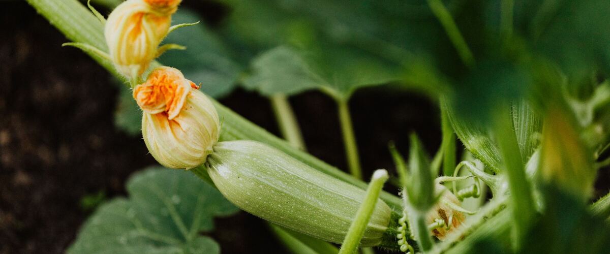 A zucchini plant with flower buds