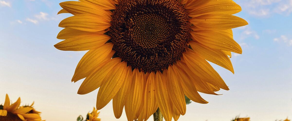 A tall sunflower in bloom against a blue sky
