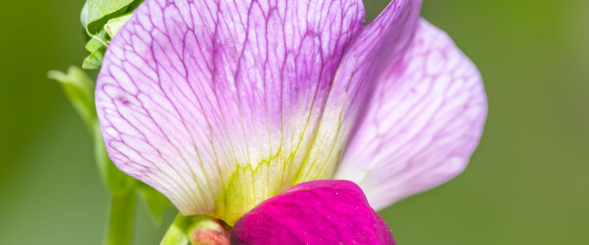 A pink and purple sweet pea flower