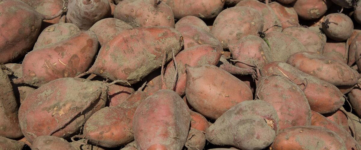 A pile of freshly dug sweet potatoes