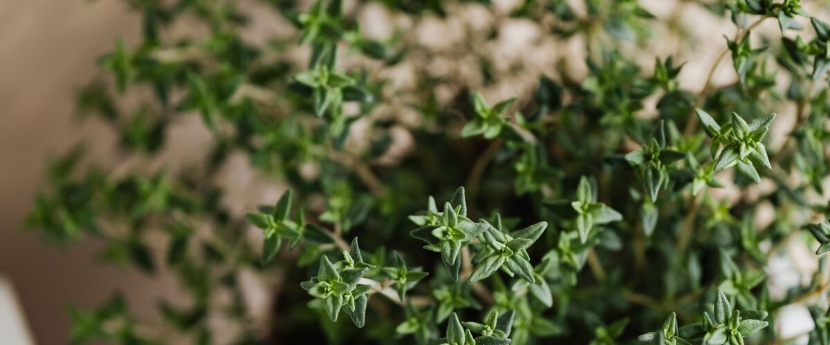A pot of fresh thyme