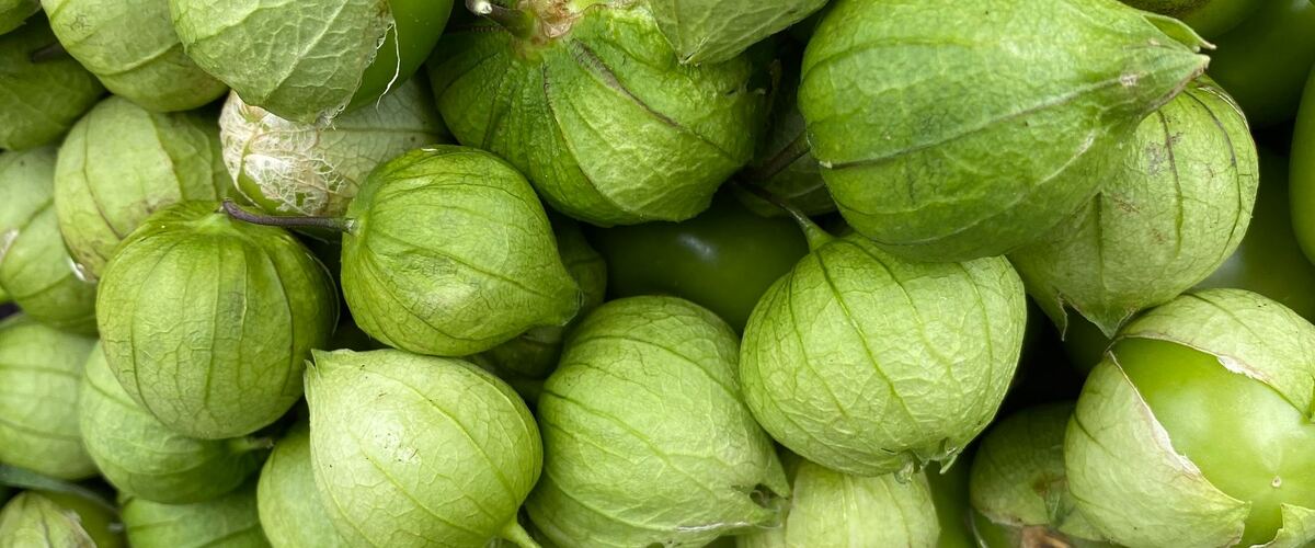 Green tomatillos in their papery husks