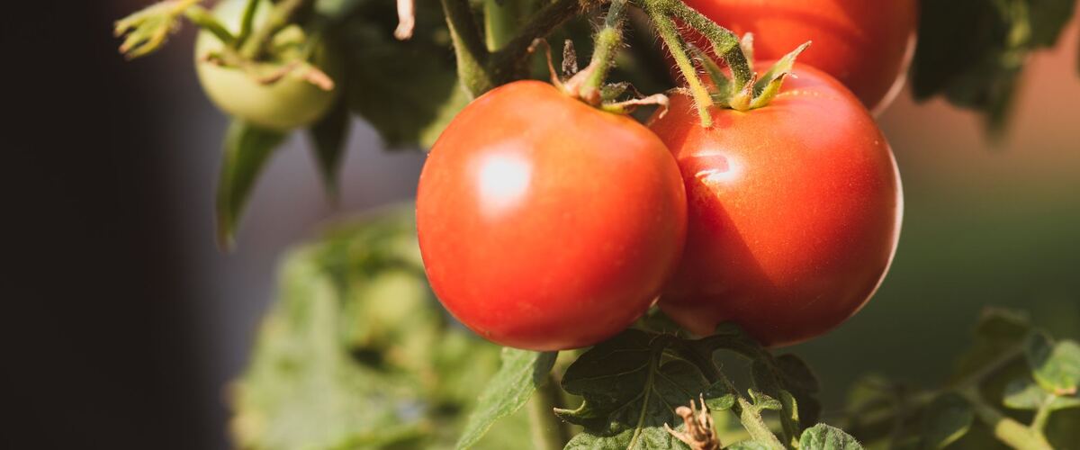 Red and green tomatoes on a leafy tomato plant