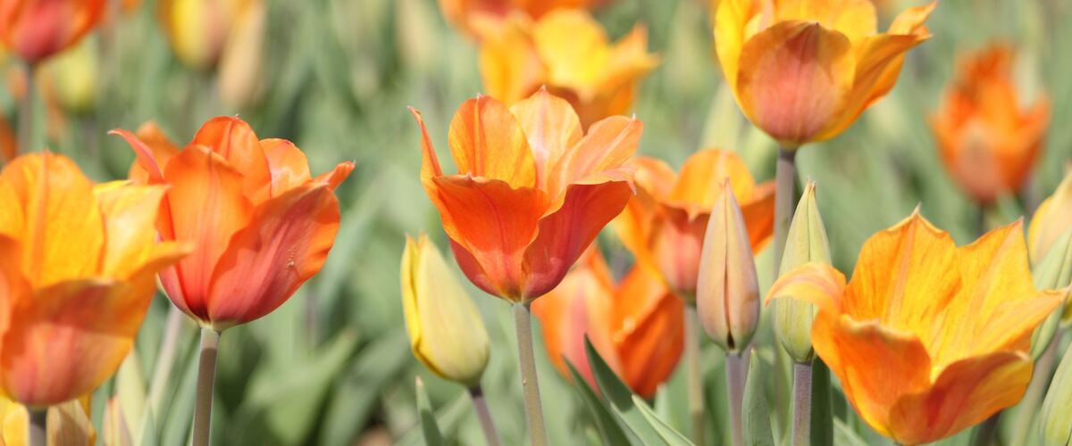 A field of orange and yellow tulips