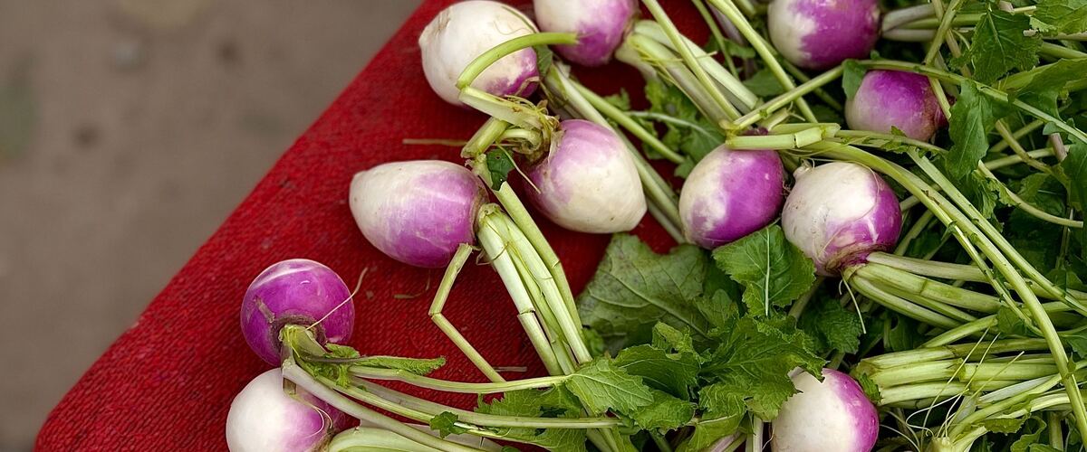 Freshly pulled purple-top turnips with their greens