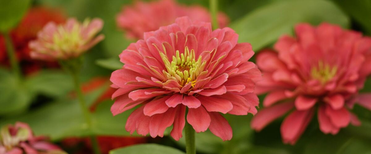 Coral-pink zinnias blooming in a garden bed